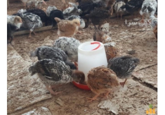فروش جوجه 1 روزه ، 1 ماهه و 45 روزه مرغ - طیور