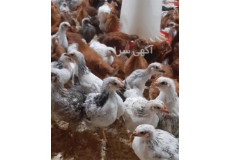 فروش جوجه مرغ و خروس دو ماهه با کیفیت بالا و قیمت مناسب در نور فروش