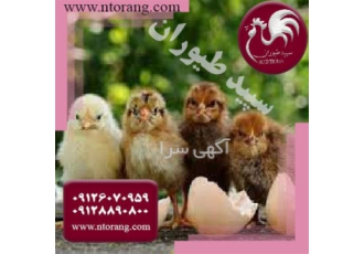 فروش مرغ محلی تخم گذار اصلاح نژاد شده&#۱۶۰;واکسن خورده در تهران فروش