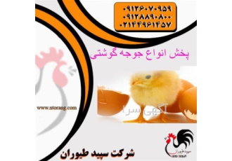 فروش جوجه مرغ گوشتی ، جوجه راس 308 اصل واکسن زده