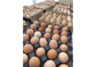 خرید مرغ و تخم‌مرغ محلی با کیفیت عالی و قیمت مناسب در ساری با افتخار