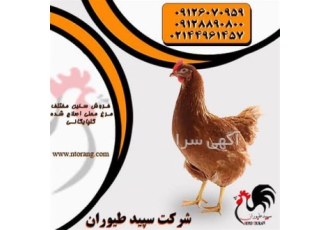 فروش مرغ محلی فروش نیمچه با نرخ عالی طیور در تهران فروش مرغ محلی
