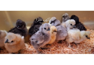 خرید جوجه ۱ روزه کاکلی گنجشککی باهوش در نور خرید جوجه 1 روزه کاکلی