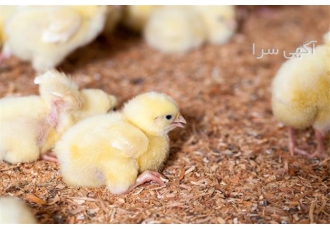 فروش عمده جوجه آرین درجه یک گوشتی عالی در نور فروش عمده جوجه آرین درجه