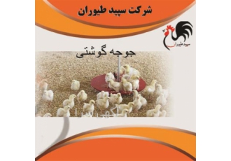 فروش مرغ گوشتی یک روزه و پرورش مرغ بومی تخم‌گذار در تهران آیا به دنبال