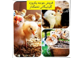 فروش نیمچه مرغ بومی گلپایگان دو رگه اصلاح نژاده