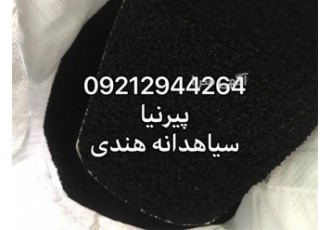سیاه دانه هندی