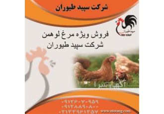 فروش جوجه مرغ لوهمن و فروش مرغ لوهمن ۵ ماهه در تهران فروش جوجه مرغ