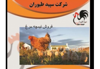 نرخ نیمچه مرغ محلی گلپایگانی - بهترین کیفیت طیور