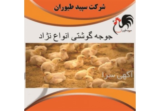 جوجه گوشتی نژاد پلاس نوید - گزینه‌ای عالی برای پرورش‌دهندگان طیور