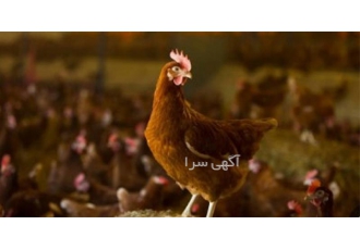 فروش مرغ محلی با ارسال سراسری در ساری مرغانه طلا بزرگ ترین مرکز فروش