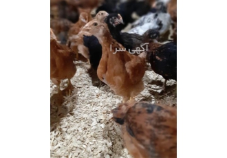 فروش جوجه محلی ۴۰ روزه واکسن خورده در نور فروش جوجه محلی 40 روزه واکسن