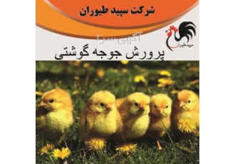 فروش مرغ تخمگذار ، فروش جوجه مرغ گوشتی