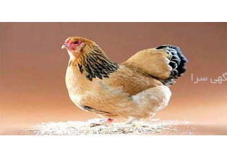 فروش مرغ تخم گذار در ارومیه فروش مرغ تخمگذار فروش مرغ تخمگذار فروش مرغ