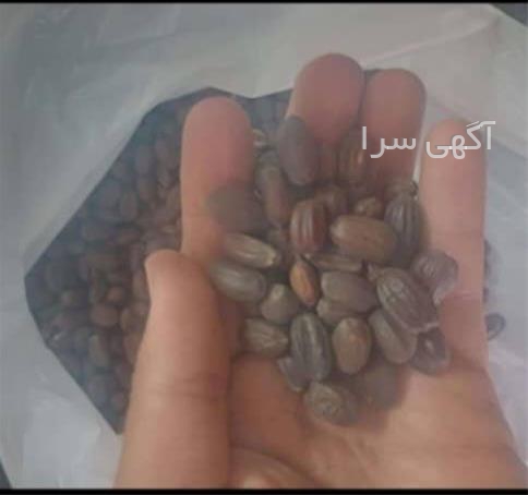 آگهی های محصولات زراعی و باغی - قم