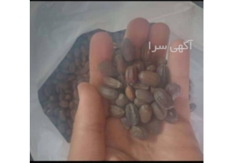 تهیه و فروش دانه‌های جوجوبا و دانه‌های روغنی با کیفیت عالی در قم اگر