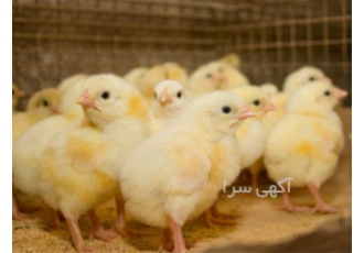 بهترین جوجه یک روزه گوشتی فوق سنگین در نور بهترین جوجه یک روزه گوشتی