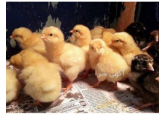 فروش جوجه گوشتی 1 روزه از نژاد راس