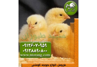 قیمت جوجه مرغ گوشتی۱ روزه فروش جوجه مرغ گوشتی در تهران قیمت جوجه مرغ