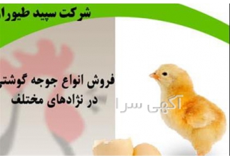 فروش جوجه مرغ گوشتی یک روزه مرغ بومی تخم گذار