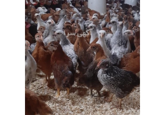 فروش جوجه مرغ ۶۰ روزه گلپایگانی و جوجه ۶۰ روزه با کیفیت عالی در نور