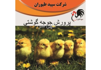 خرید جوجه یک روزه - جوجه گوشتی یک روزه - طیور