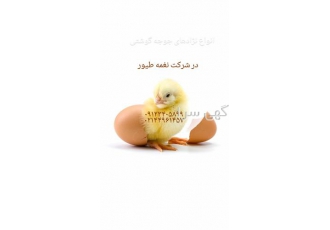 بازار خرید و فروش جوجه گوشتی _ نغمه طیور _ طیور