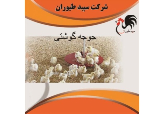 جوجه یک روزه راس ۳۰۸ جوجه گوشتی یک روزه طیور در تهران جوجه یک روزه