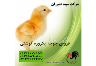 فروش جوجه مرغ گوشتی فروش جوجه فروش جوجه گوشتی در تهران فروش جوجه مرغ