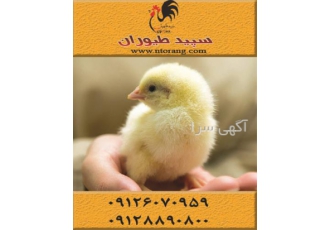 فروش جوجه یک روزه مرغ گوشتی ، جوجه یک روزه گوشتی