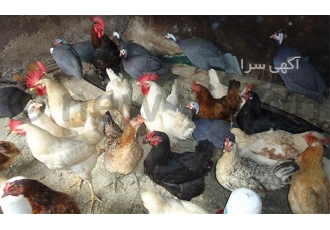 فروش مرغ و خروس گلپایگانی با قیمت مناسب در نور یکی دیگر از مزایای پرورش