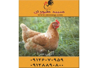 فروش جوجه مرغ لوهمن ، فروش جوجه یکروزه محلی - طیور