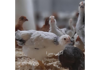 خرید مرغ و خروس ساسکس با کیفیت اصلی در ساری مرغ ساسکس یک نژاد مرغ دو
