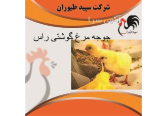 خرید و فروش جوجه گوشتی یک روزه و تجهیزات پرورش طیور در تهران اگر