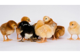قیمت جوجه محلی عالی کیفیت بالا-طیور