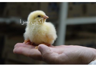 فروش جوجه گوشتی ، جوجه یک روزه مرغ گوشتی