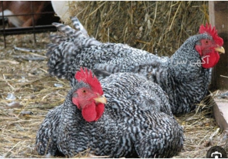 خرید خروس پلیموت راک اصیل از نور ماکیان خرید خروس پلیموت راک اصیل از نور ماکیان