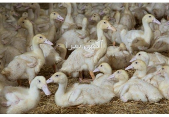 جوجه مرغ و اردک بومی یک روزه در نژادهای مختلف