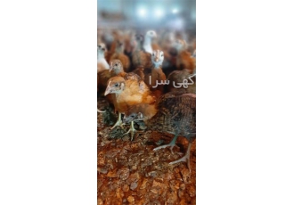 فروش جوجه 28 روزه محلی از نژاد تخمگذار