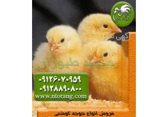 جوجه گوشتی راس و پلاس عمده در تهران فروش جوجه مرغ گوشتی جوجه گوشتی راس
