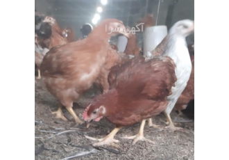 قیمت جوجه یک ماهه محلی در نور قیمت جوجه یک ماهه محلی به قیمت ارزان