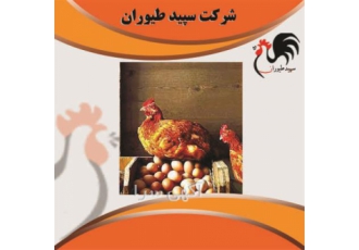 فروش بهترین برند جوجه محلی ، فروش مرغ محلی
