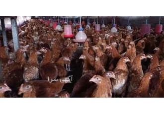 فروش بهترین نژاد مرغ تخم گذار محلی در نور فروش بهترین نژاد مرغ تخم گذار