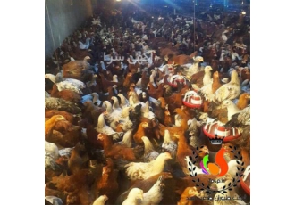 فروش مرغ و خروس ۴ ماهه طیور در تهران جوجه یک روزه رسمی گلپایگان نیمچه