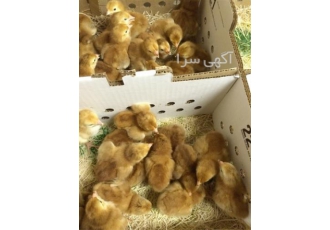 فروش جوجه یک روزه لوهمن جوجه مرغ لوهمن در نور فروش جوجه یک روزه لوهمن