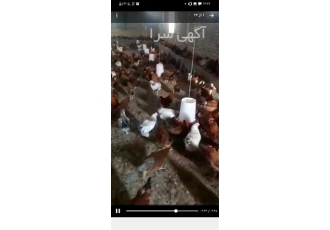 فرصت استثنایی برای خرید مرغ تخم‌گذار ۷ ماهه نژاد گلپایگان در بویین زهرا