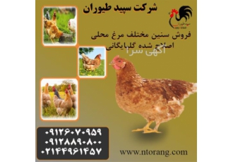 خریدار مرغ محلی ، فروش مرغ محلی 2 ماهه