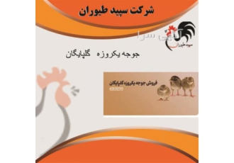 فروش جوجه چهار ۴ ماهه گلپایگان طیور در تهران فروش جوجه چهار 4 ماهه