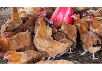 فروش جوجه ۹۰ روزه تخم گذار محلی پر تولید جوجه بومی در ساری به دنبال