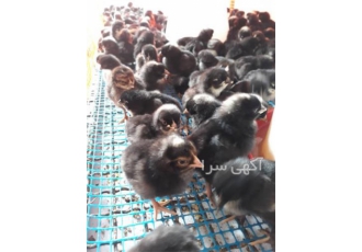 جوجه یک روزه بومی کاکلی - طیور
